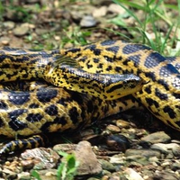 Yellow Anaconda