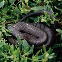 Tiger Snake