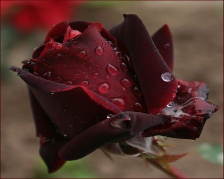 DARK RED ROSE - dark, water drops, red, wet, rose, flower