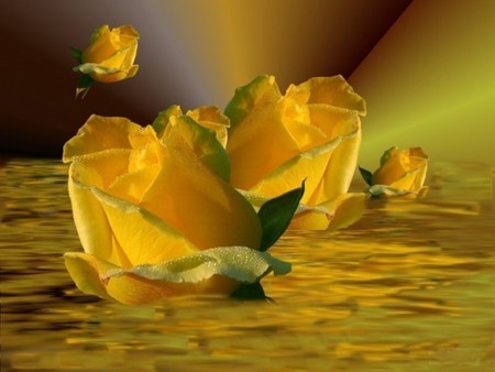 GOLDEN ROSES - water, yellow, roses, floating