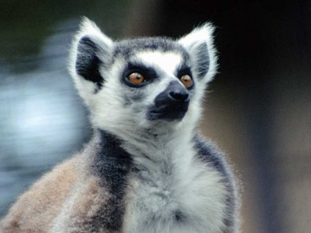 you talking to me? - animal, lemur, mammal