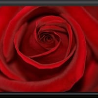 ROSE FOR WIDE SCREEN