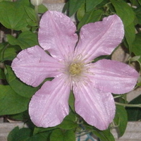 purple flower