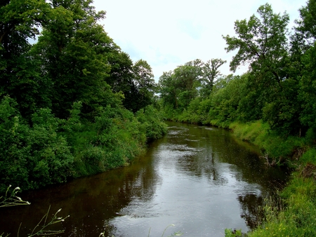 River - woods, trees, river, water, summer, photograph