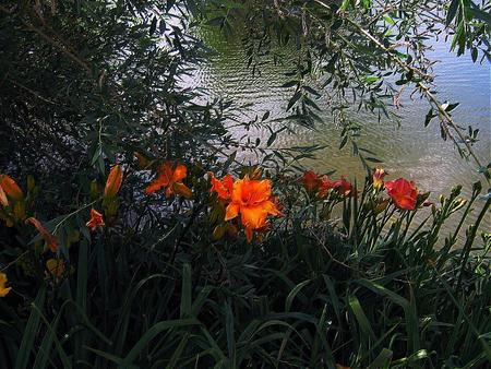 By the river - bushes, orange flowers, river