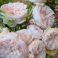 Softly Pink Roses