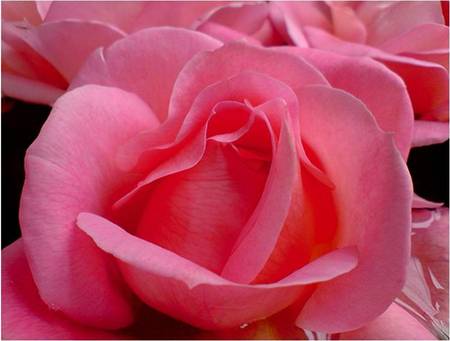 Rose Pink - flowers, roses, pink