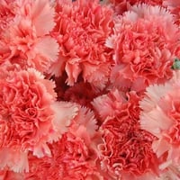 Pink Carnations