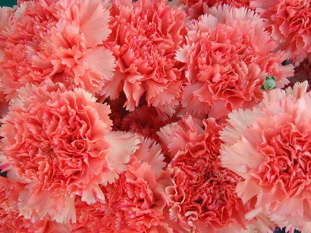 Pink Carnations