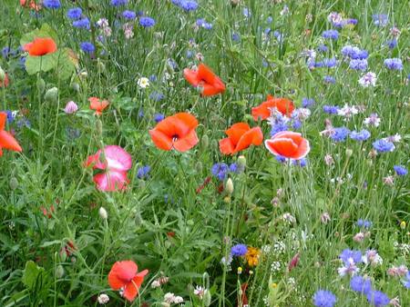 Field of flowers - field, flowers, wild