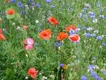 Field of flowers