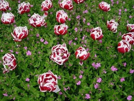 Wild Flowers - field, flowers, wild