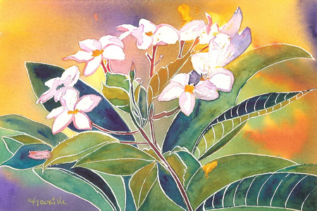 White Frangipani Flowers - painting, white frangipani, flowers