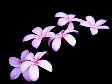 Falling Frangipani - art, pink frangipani flowers