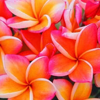 Pink and Gold Frangipanis