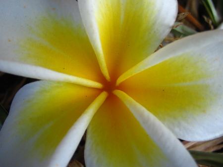 White Frangipani - white, closeup, frangipani, flower