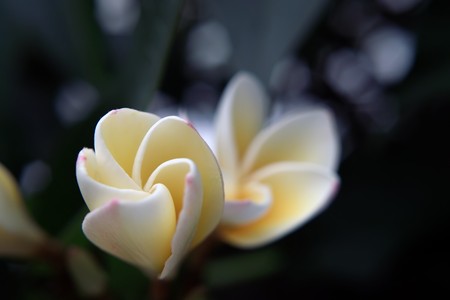 Creamy Frangipani - flowers, creamy frangipani, tropical, dappled sunlight