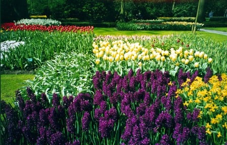 Garden of beauty - tulips, lawn, flowers, garden