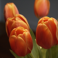 Dark Orange Tulips