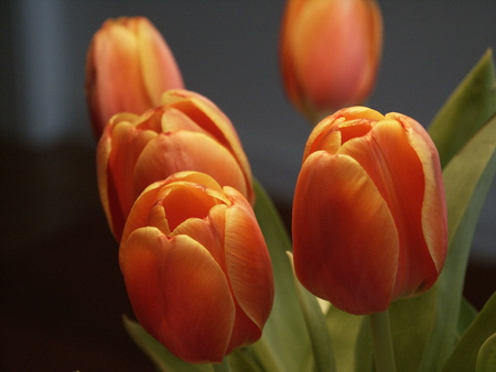 Dark Orange Tulips - tulips, flowers, dark orange