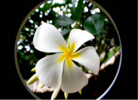 Keyhole Frangipani - white, frangipani flower, window