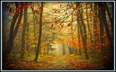 a misty way - misty, leaves, autumn, way