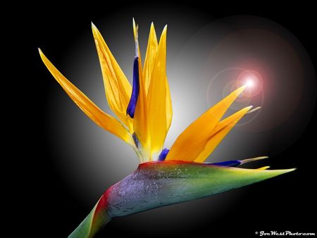 Bird of Paradise - bird of paradise, flower, tropical