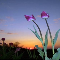 Tulips at night