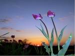 Tulips at night