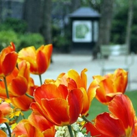 Tulips of Paris