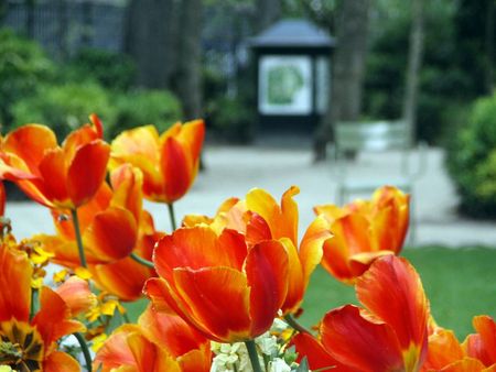 Tulips of Paris - golden orange flowers, tulips, paris, garden