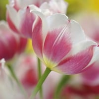 Misty Pink Tulips