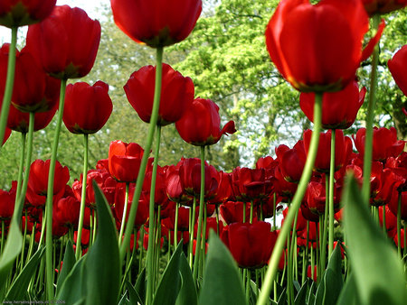 Spring Tulips - garden spring, flowers, red tulips