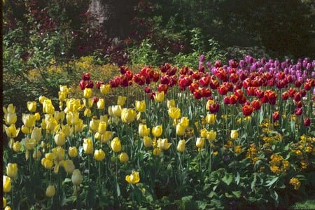 St James Park - park tulips, london, flower