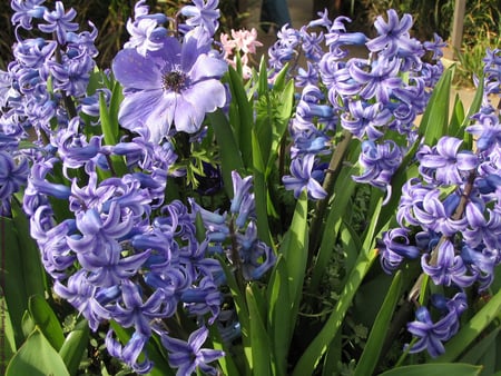 Mauve Flowers - mauve, flowers, garden