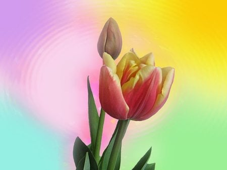 Rainbow Tulips - bud, flower, tulip, rainbow background