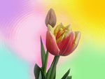 Rainbow Tulips