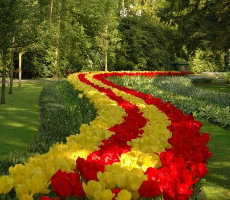 Tulip Strips - garden bed, tulips, flowers, coloured stips, park