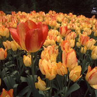 Golden Tulips