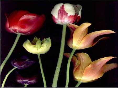 Tulip Flowers - differing tulip flowers, on black