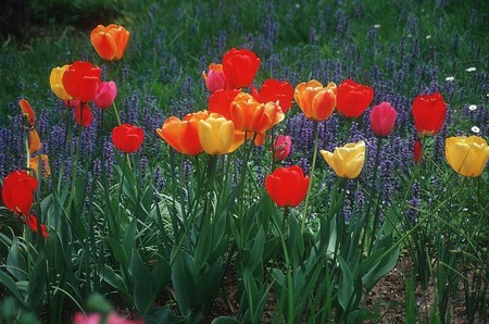 Tulip Field - flowers, field, tulips