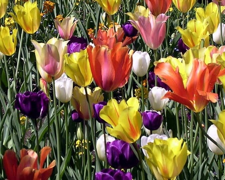 Multi-coloured Tulips - field of flowers, tulips