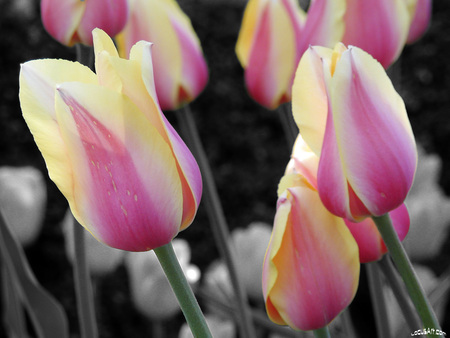 Pink tulips on grey - flowers, grey background, pink tulips