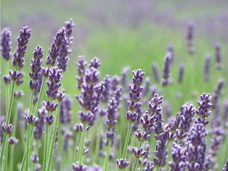 Wild Lavender Flowers - wild lavender, field, mauve, flowers