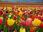 Vibrant Tulip Field