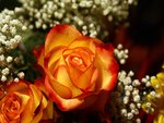 Yellow orange roses