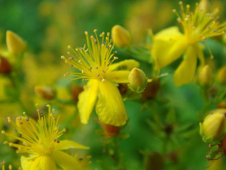 Yellow Blooms - flowers, yellow, garden