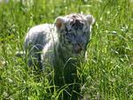 White tiger cub