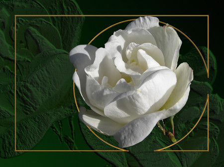 White rose - roses, 3d