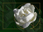 White rose